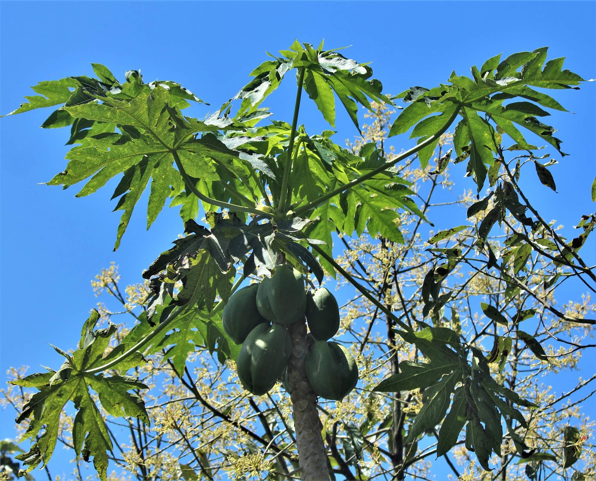 Carica papaya